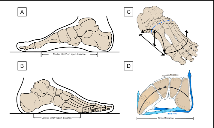 pronated feet